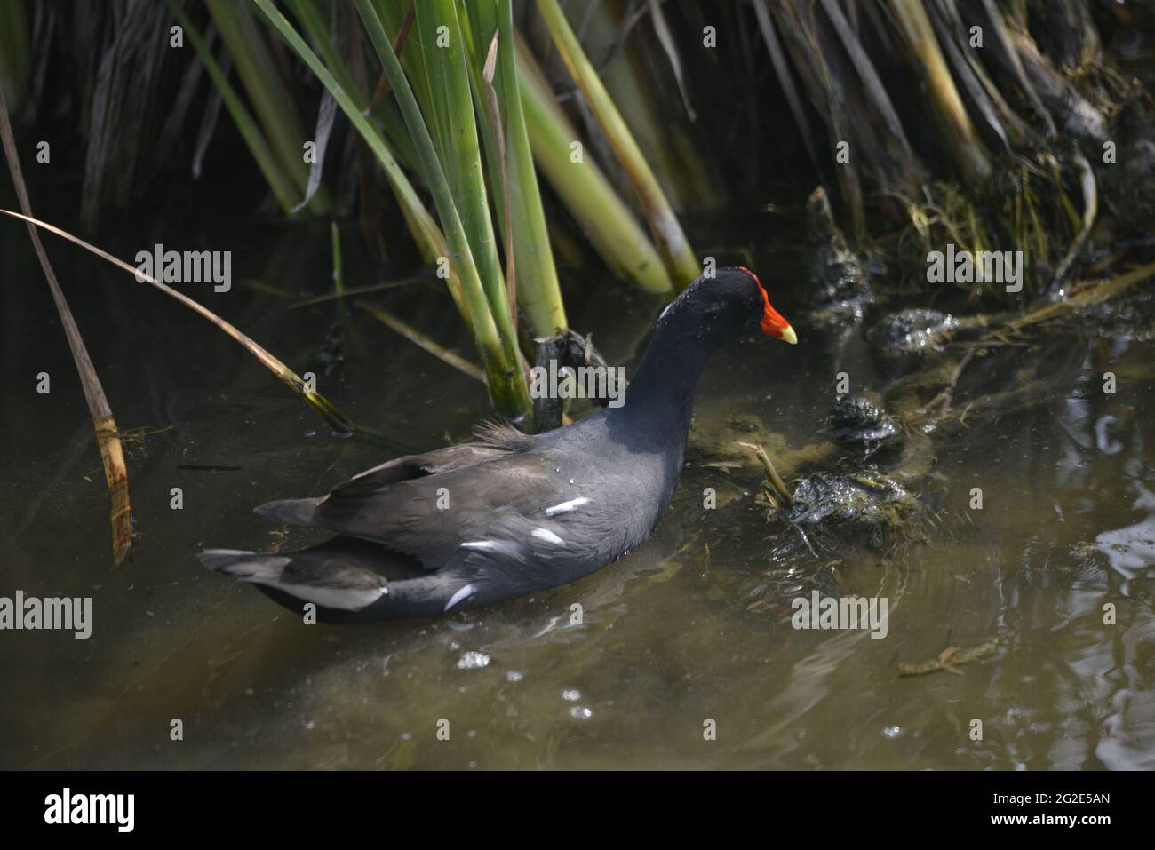 Birds of South Texas Stock Photo - Alamy