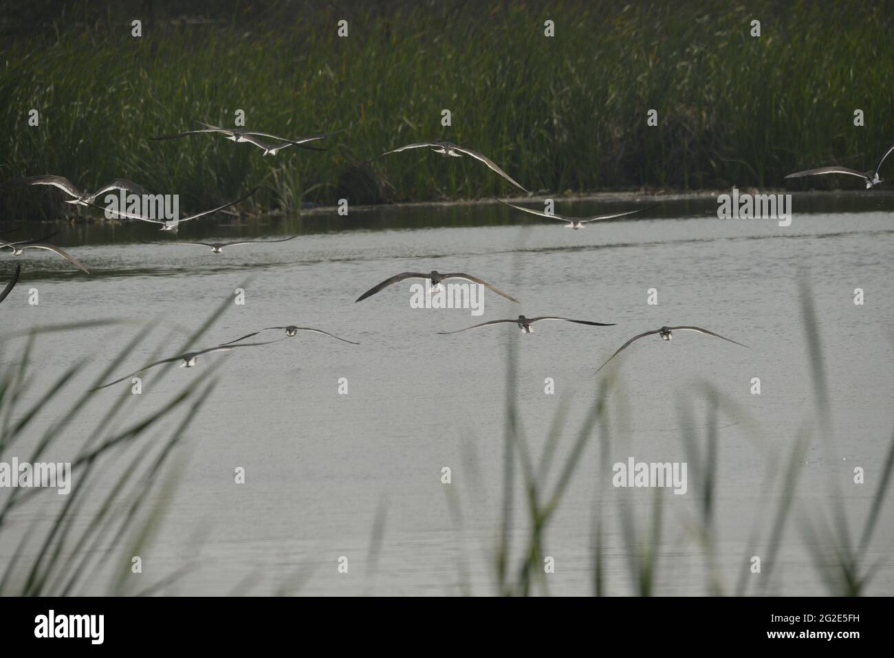 Birds of South Texas Stock Photo