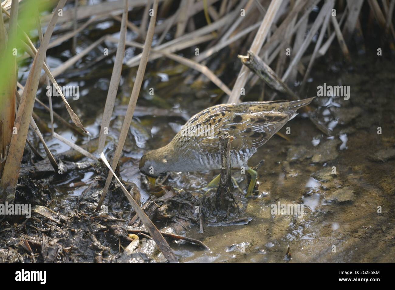 Birds of South Texas Stock Photo - Alamy