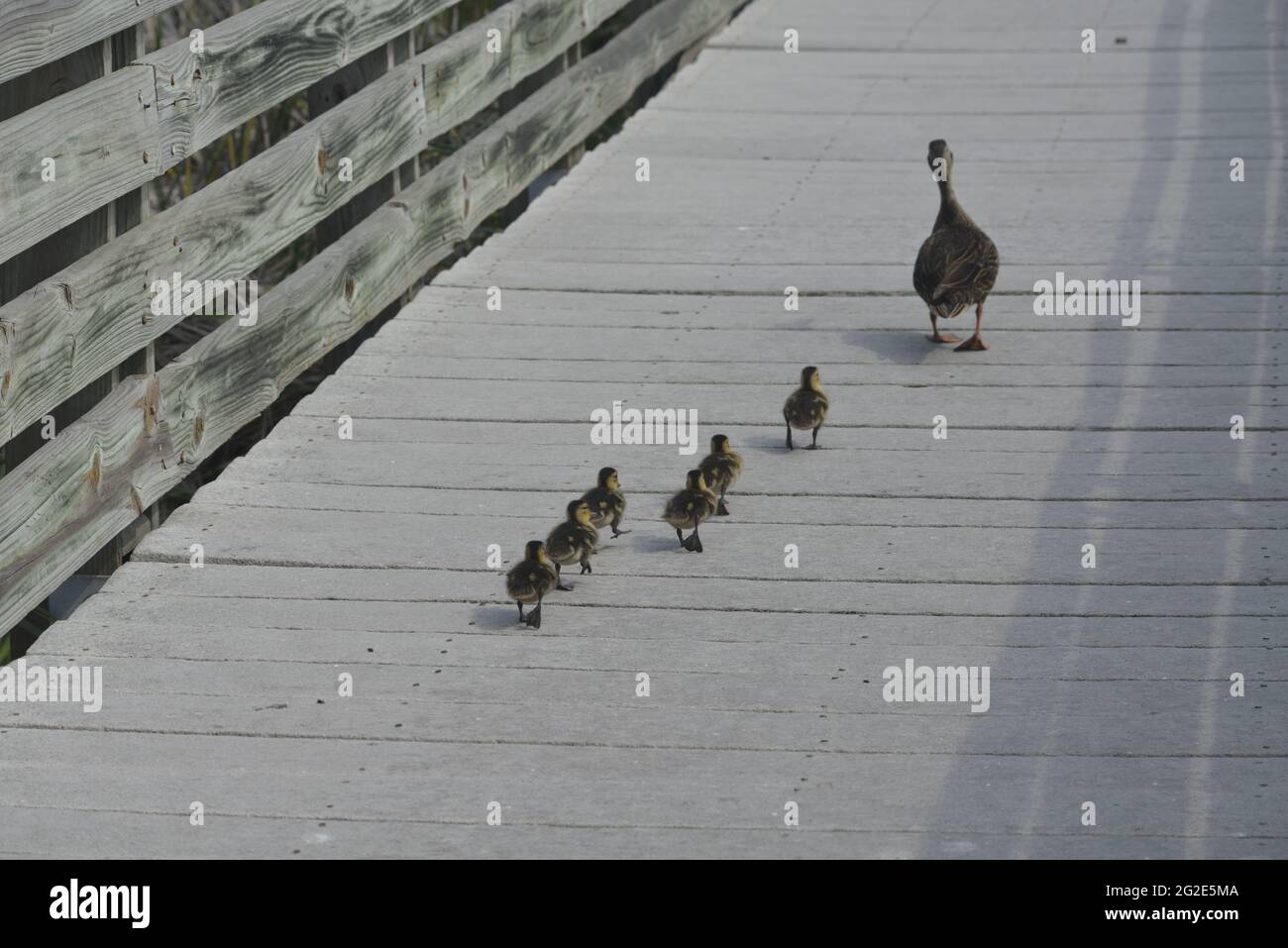 Birds of South Texas Stock Photo - Alamy