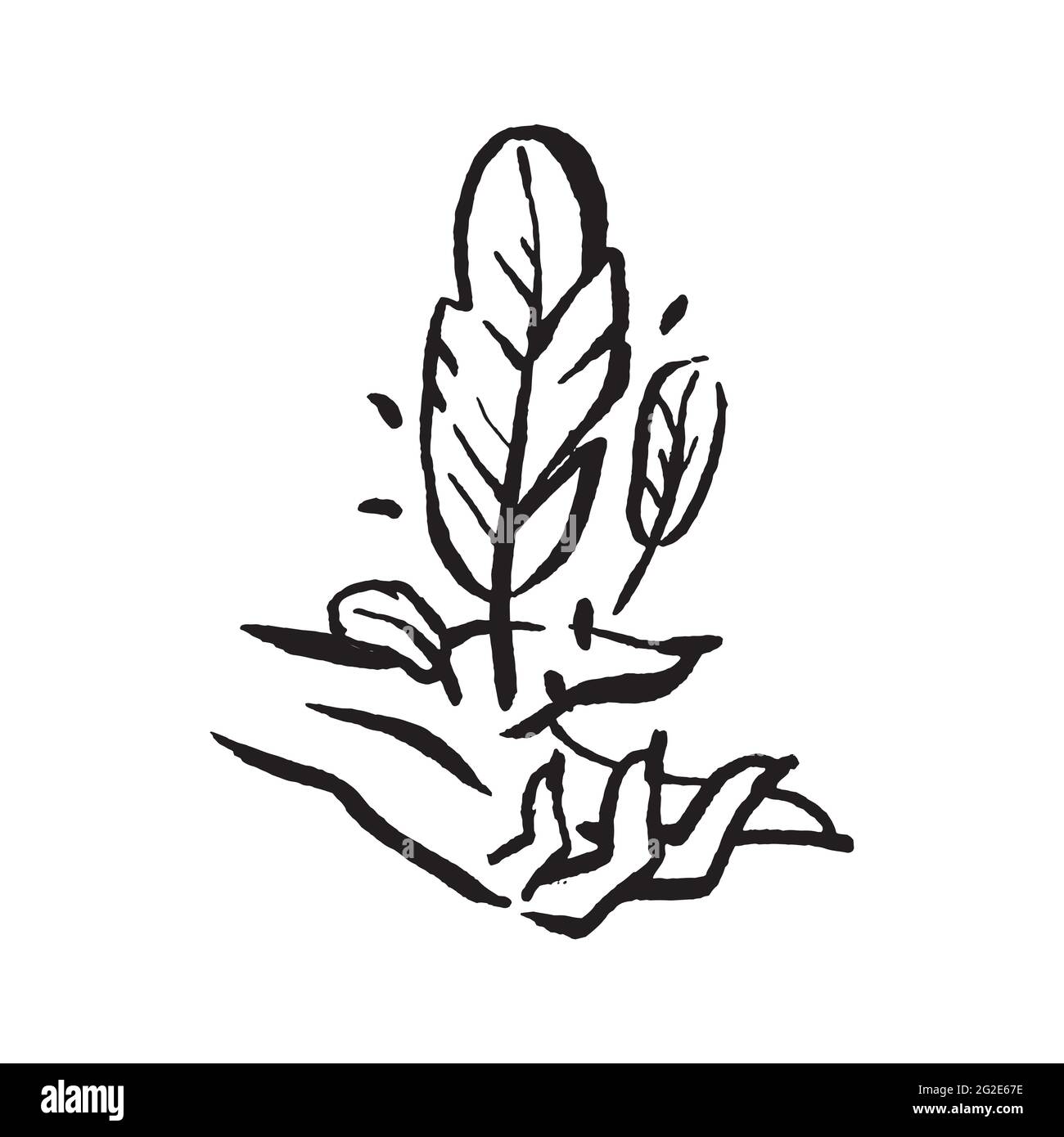 Mystical magic witch feather hand drawn illustration Stock Vector Image ...