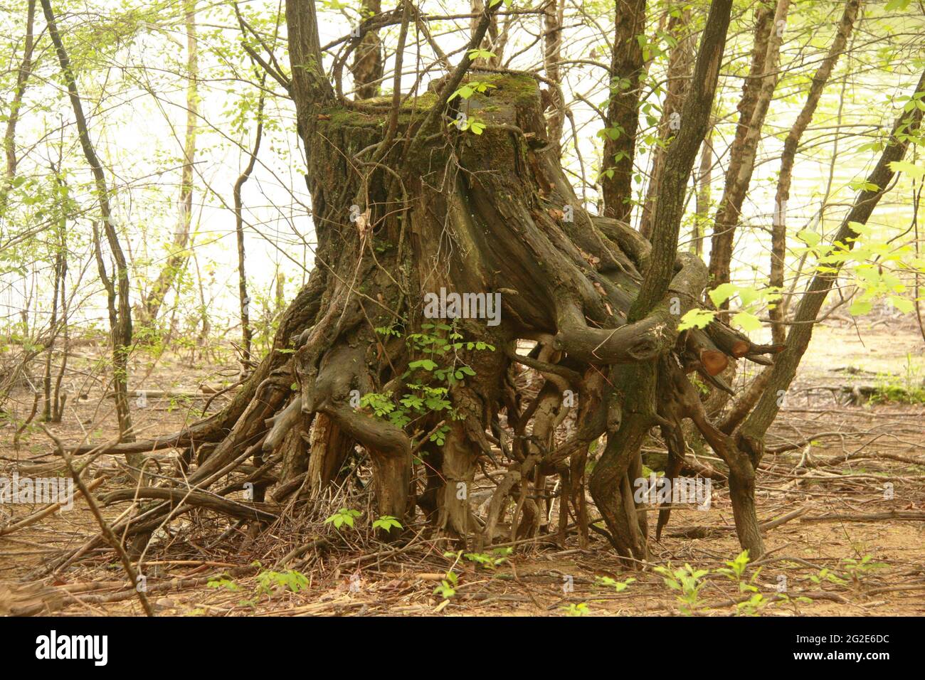 Large tree with exposed roots on the shore of a river in West Virginia, USA. Cut tree with multiple shoots growing up. Stock Photo
