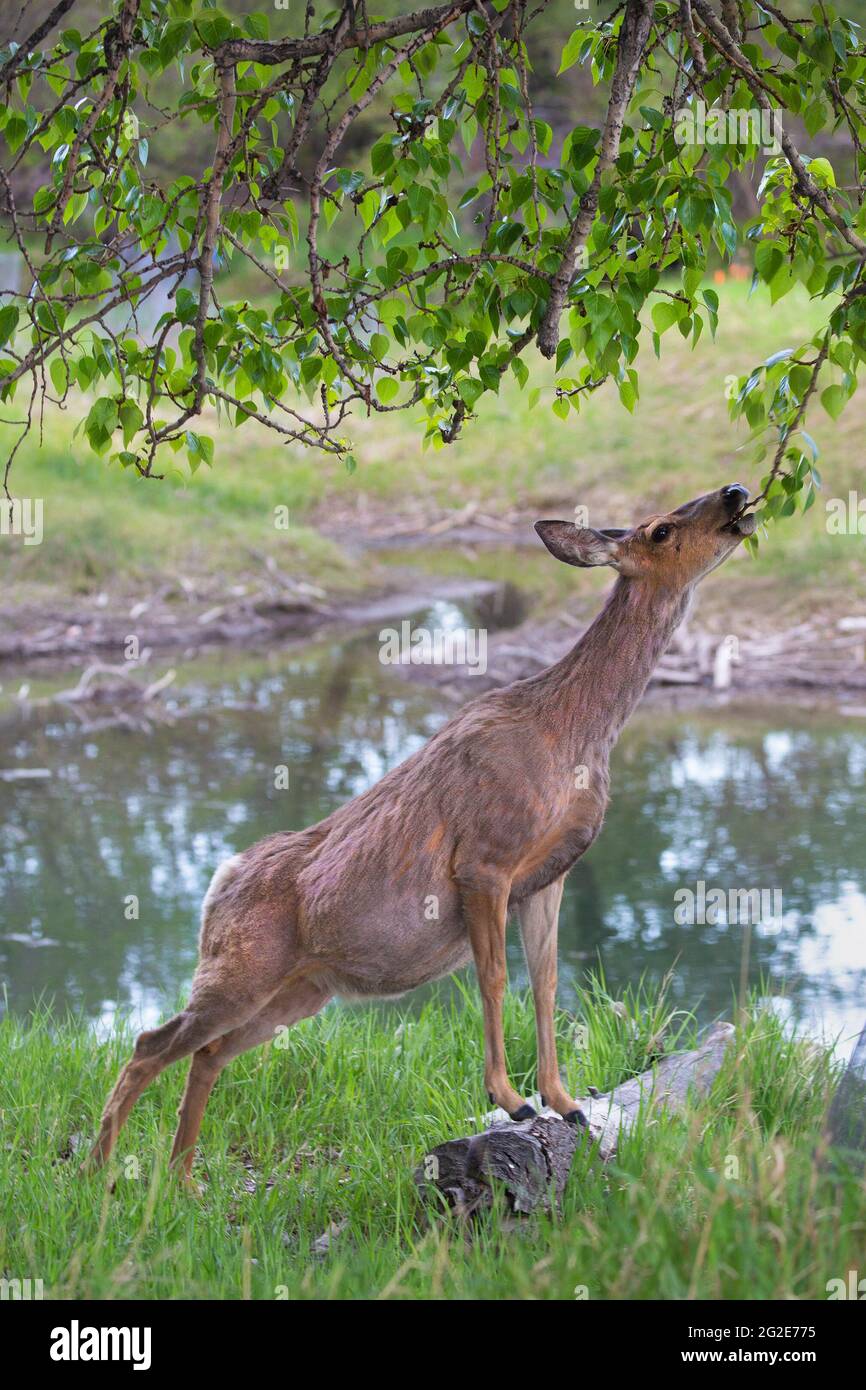 Mule deer doe standing on fallen tree trunk and reaching up to eat Balsam Poplar leaves Stock