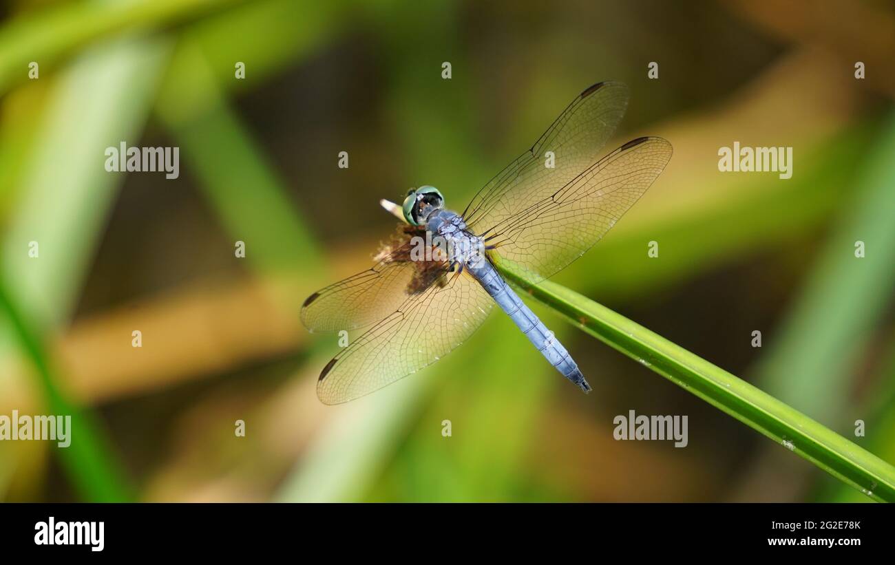 Male Blue Dasher Dragonfly resting on a reed Stock Photo - Alamy