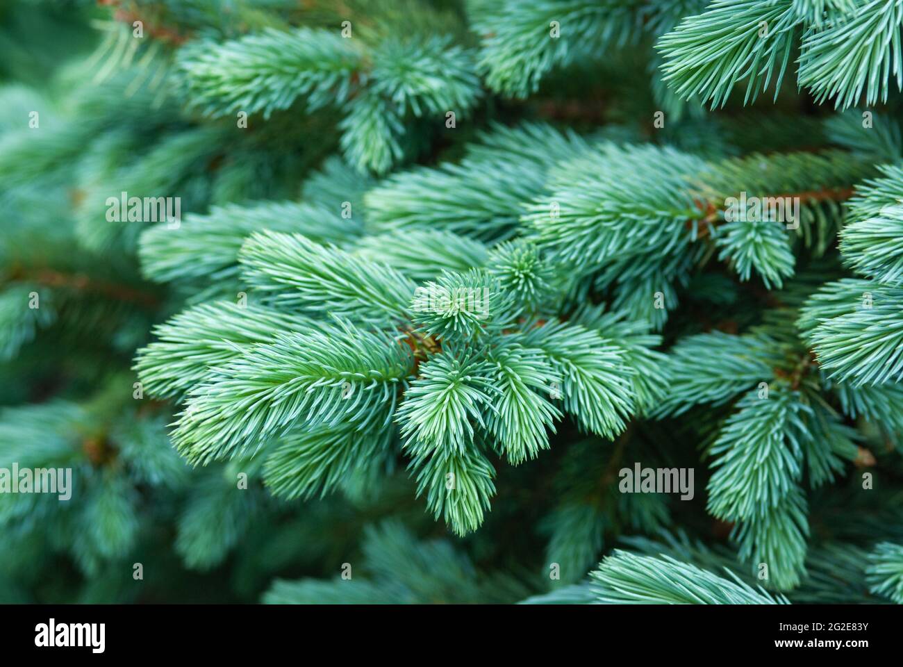 Blue spruce branches with new shoots in spring, closeup Stock Photo