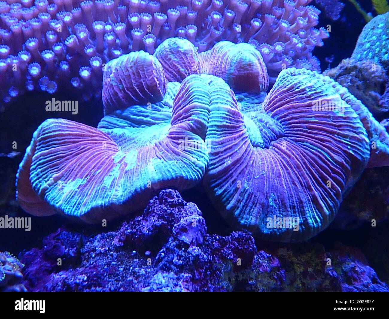 Candy cane coral hires stock photography and images Alamy
