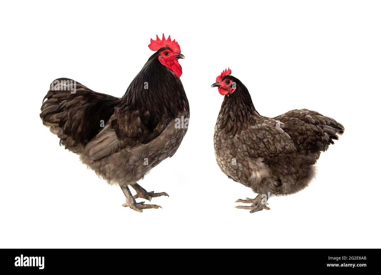 Male and female chickens ( rooster and hen ) Blue Australorp isolated