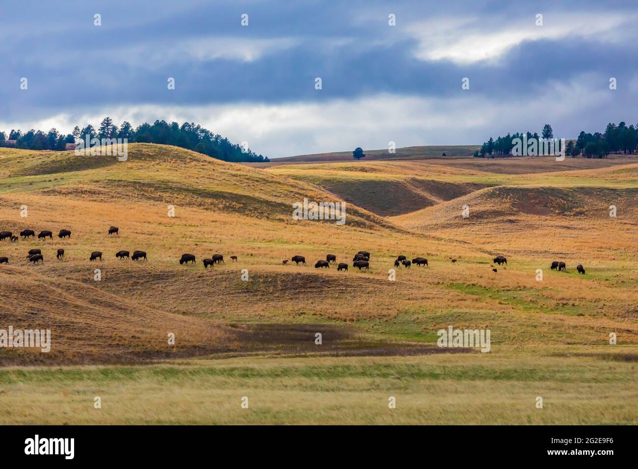 American Bison or Buffalo, Bison bison, on the grasslands of Wind Cave
