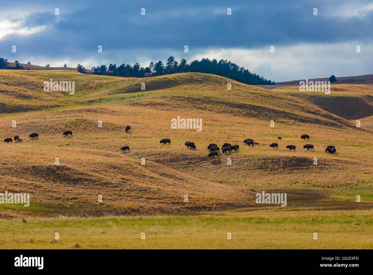 American Bison or Buffalo, Bison bison, on the grasslands of Wind Cave
