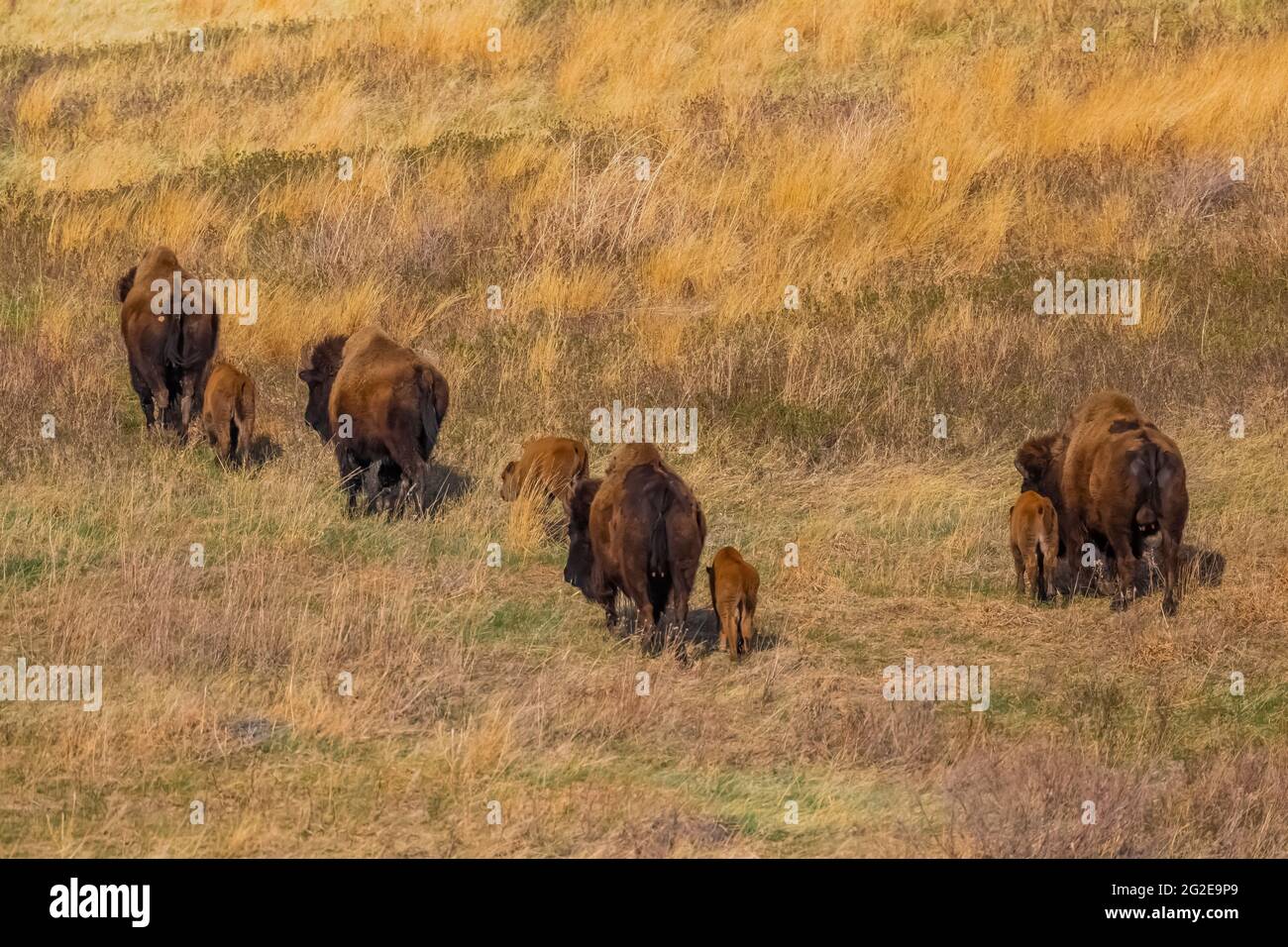 American Bison or Buffalo, Bison bison, on the grasslands of Wind Cave ...