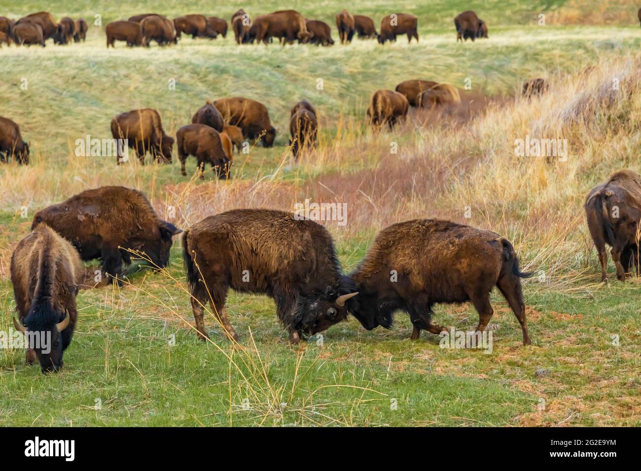 American Bison or Buffalo, Bison bison, on the grasslands of Wind Cave