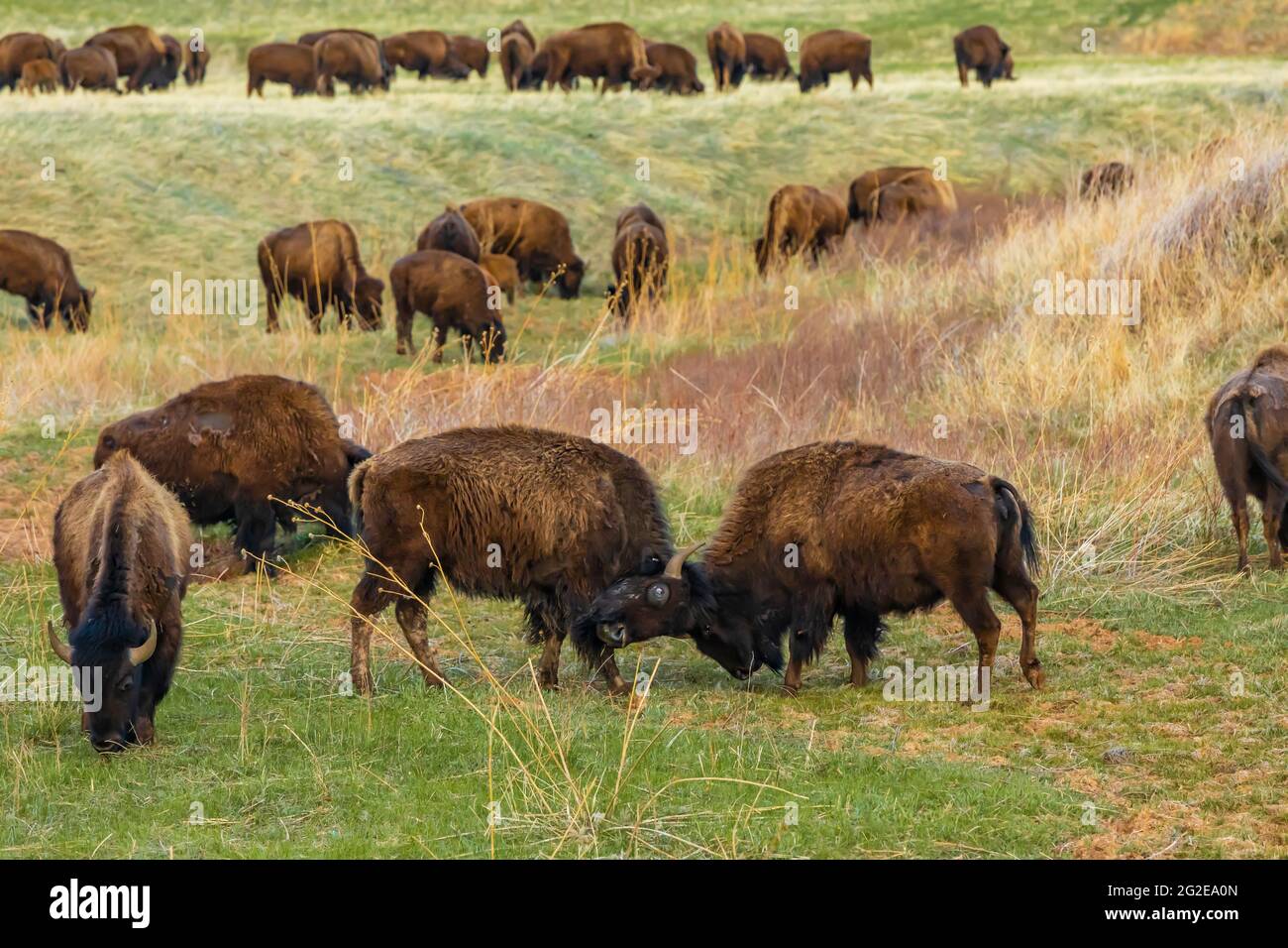 American Bison or Buffalo, Bison bison, on the grasslands of Wind Cave