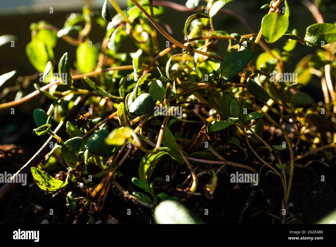 Macro Closeup of Tangled Stems and Leaves of Thyme Plant Stock Photo
