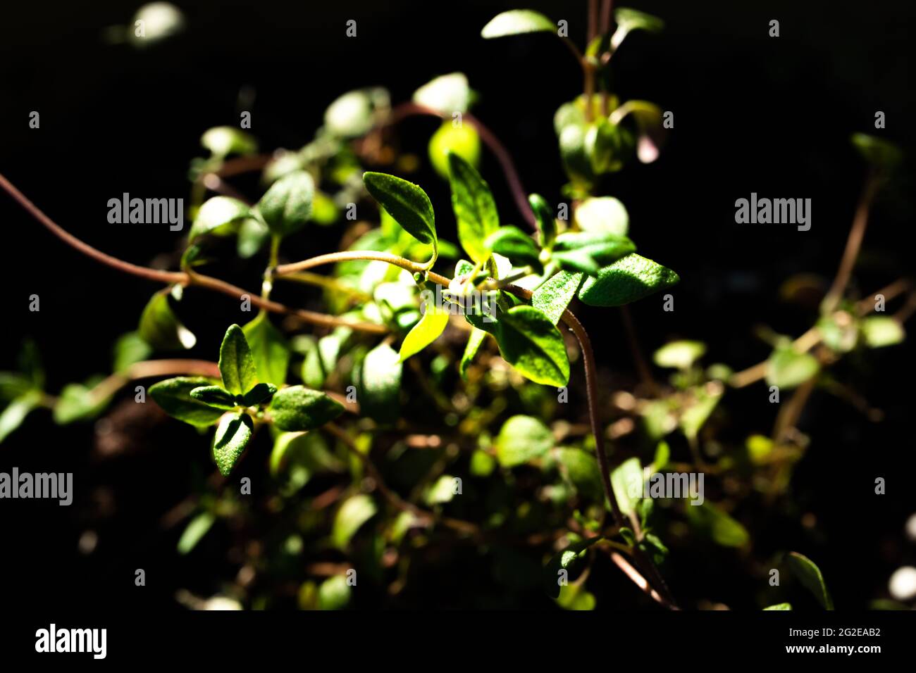Macro Closeup of Thyme Bunch on Plant Stock Photo