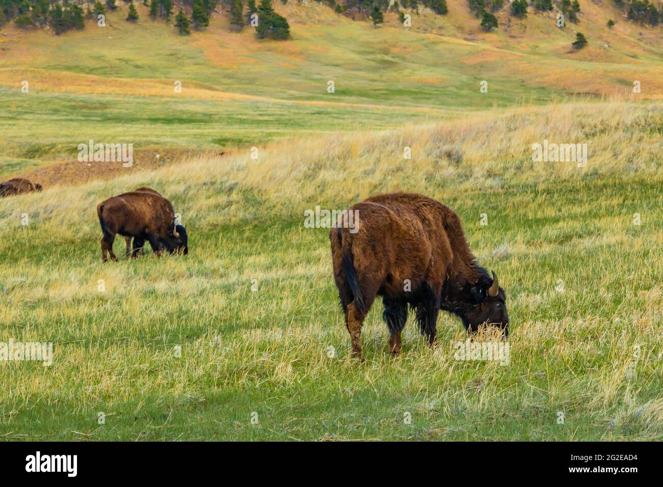 American Bison or Buffalo, Bison bison, on the grasslands of Wind Cave