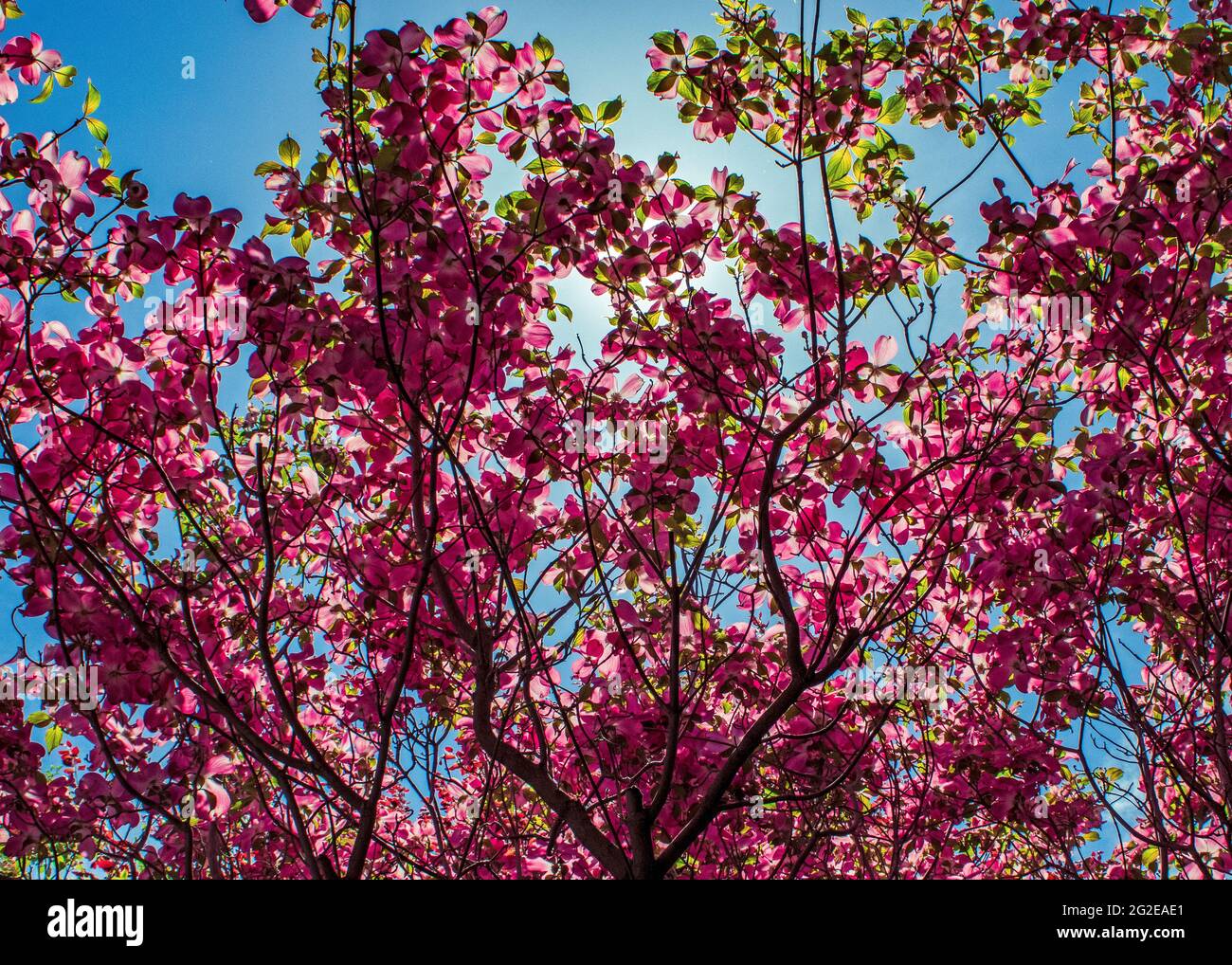 The sun hidden behind the canopy of a pink blossoming dogwood tree Stock Photo
