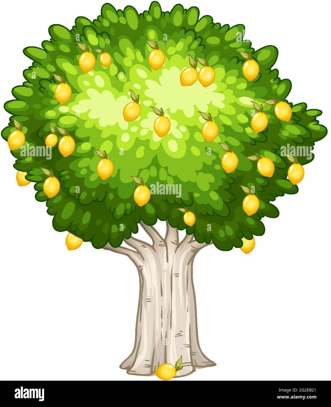 Lemon tree isolated on white background illustration Stock Vector Image ...