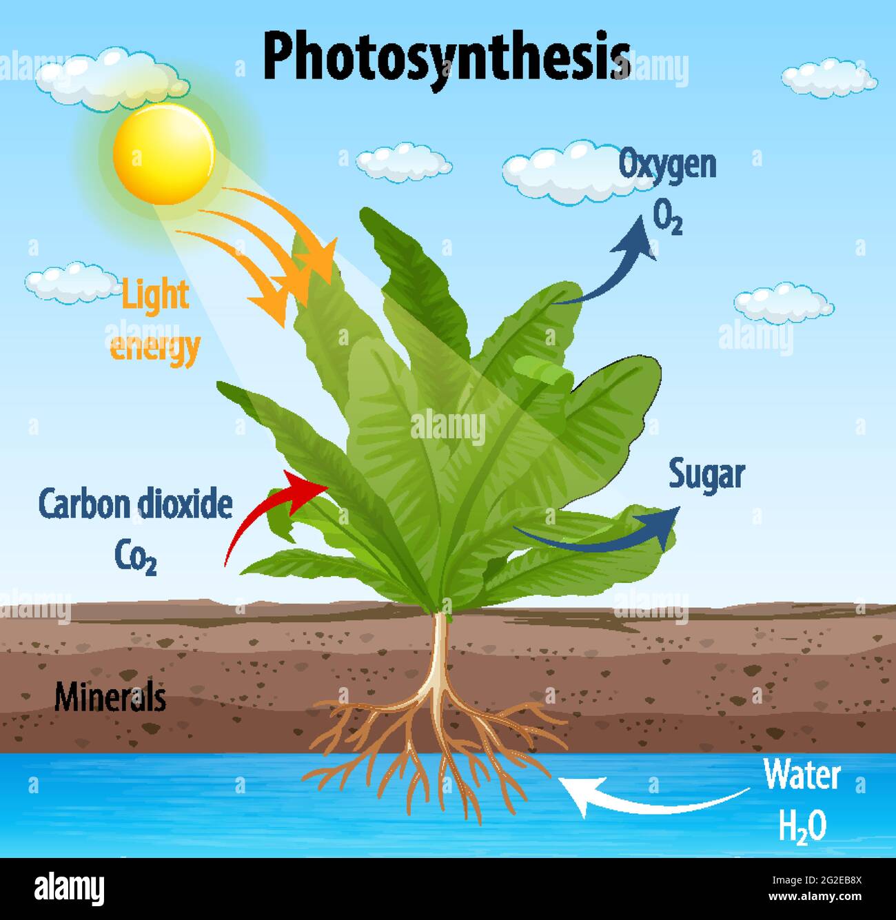 Diagram showing process of photosynthesis in plant illustration Stock ...