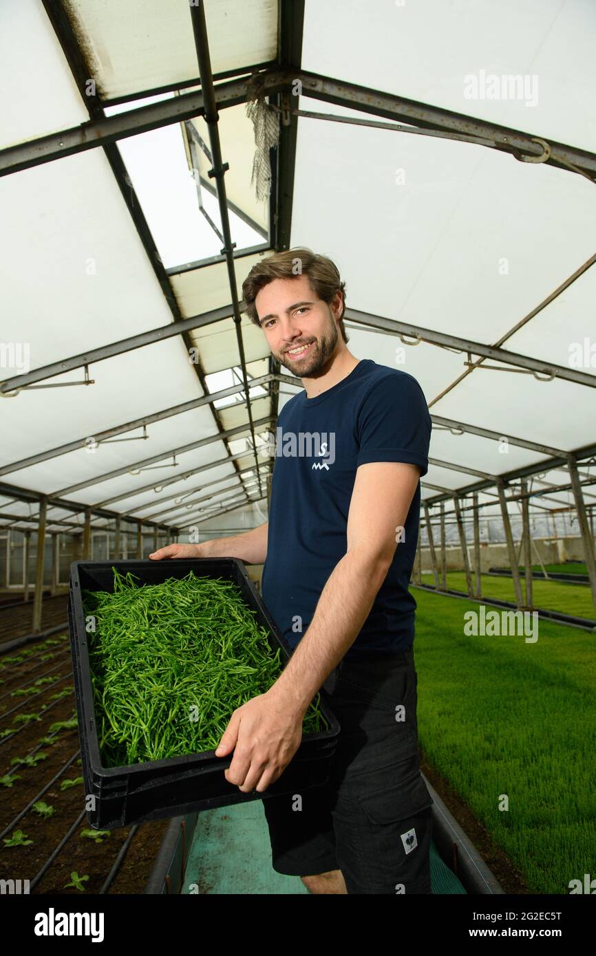 Burg, Germany. 02nd June, 2021. Julian Engelmann, co-founder of 'Salifaktur', stands with freshly harvested Salicornia in the company's greenhouse. Salicornia is unknown to most consumers. The project in Burg is currently testing its cultivation. In the greenhouses of the 'Salifaktur', the plant grows on about 1800 square meters. Credit: Klaus-Dietmar Gabbert/dpa-Zentralbild/dpa/Alamy Live News Stock Photo