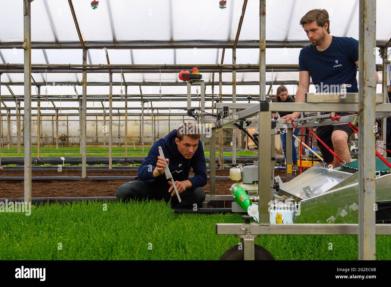 Burg, Germany. 02nd June, 2021. Ken Dohrmann (l) and Julian Engelmann, founders of the 'Salifaktur', harvest Salicornia in their greenhouse. Salicornia is unknown to most consumers. The project in Burg is currently testing its cultivation. In the greenhouses of the 'Salifaktur', the plant grows on around 1800 square meters. Credit: Klaus-Dietmar Gabbert/dpa-Zentralbild/dpa/Alamy Live News Stock Photo