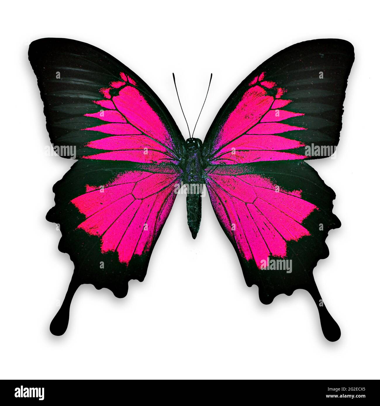 Lovely and charming pink butterfly  - isolated Stock Photo