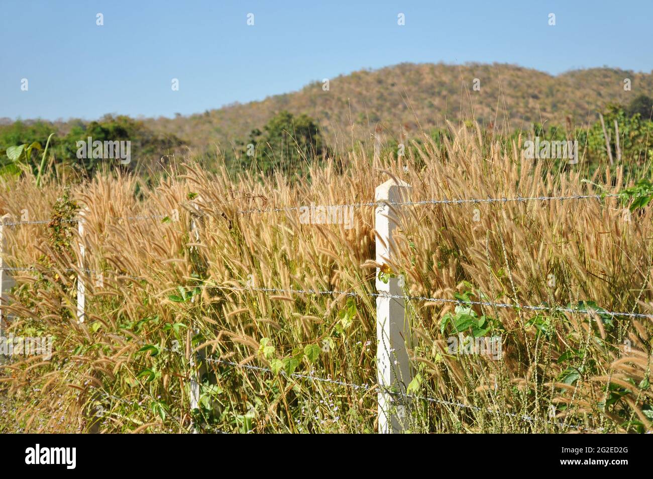 Grass field inside the barb wire fence Stock Photo