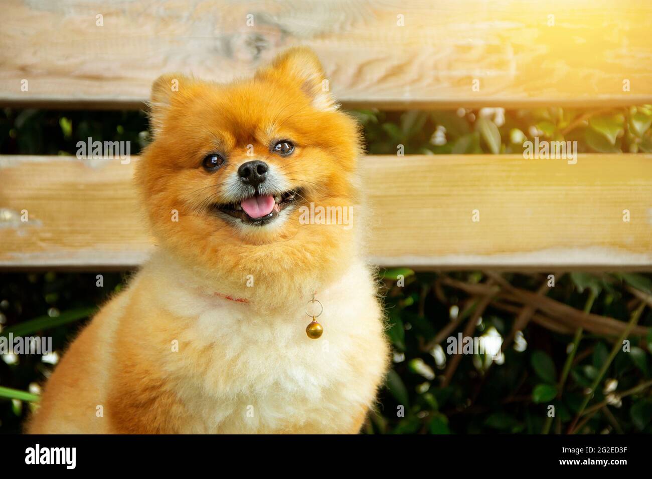 Pomeranian collar hot sale
