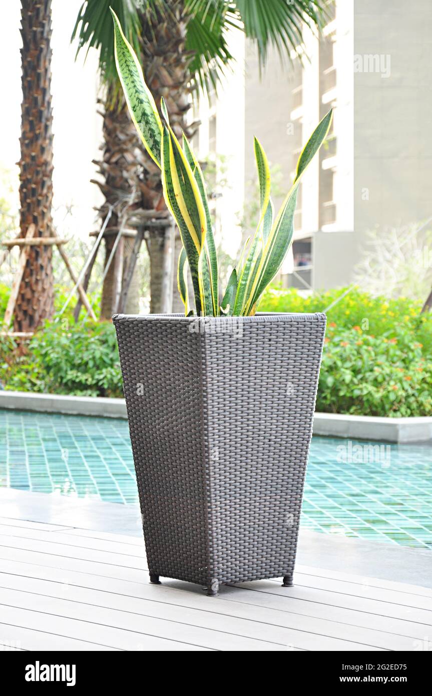 Rattan flower pot by the pool Stock Photo