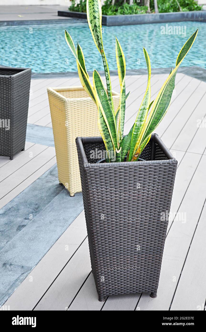 Rattan flower pot by the pool Stock Photo Alamy