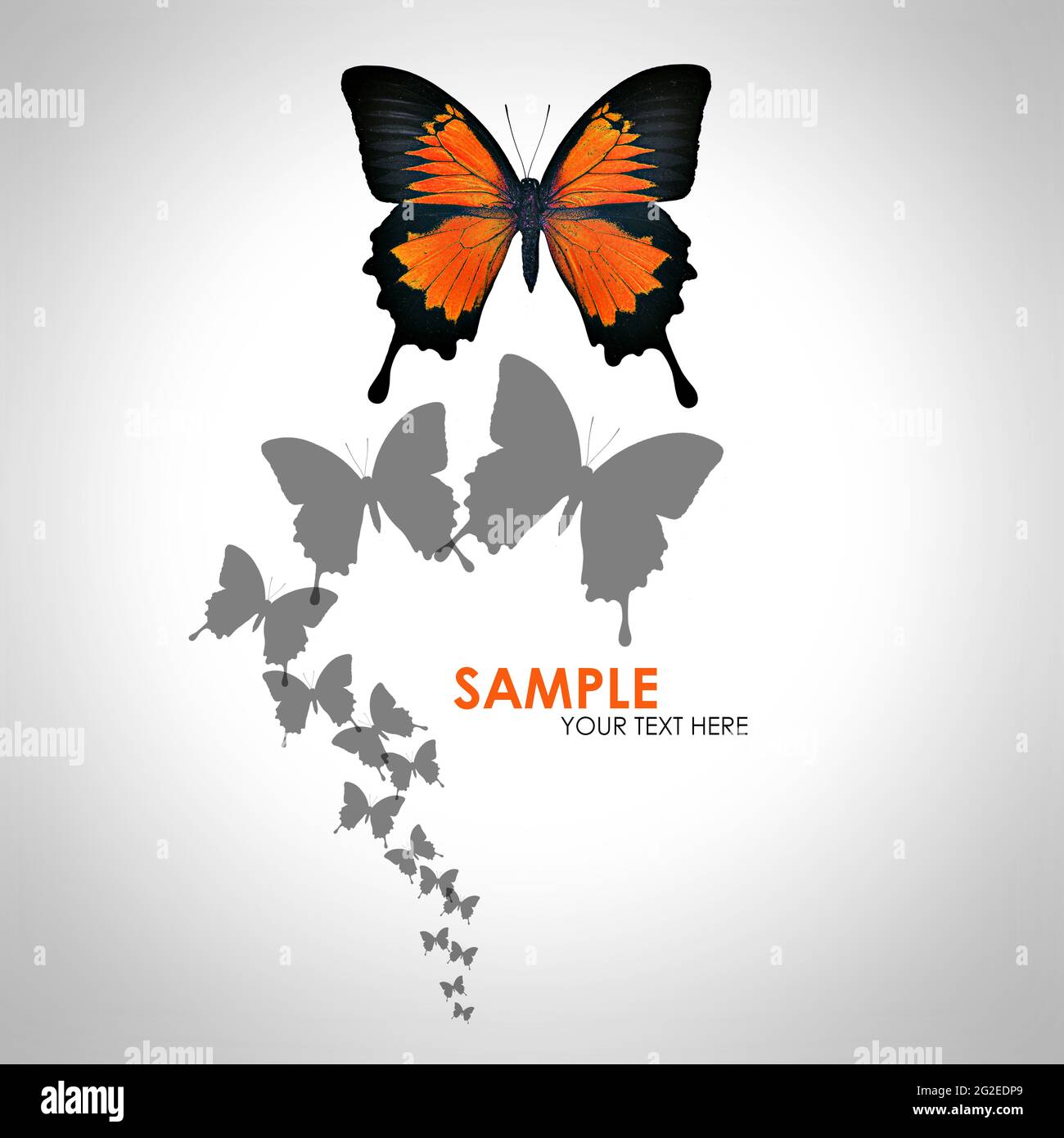 Butterfly background Stock Photo