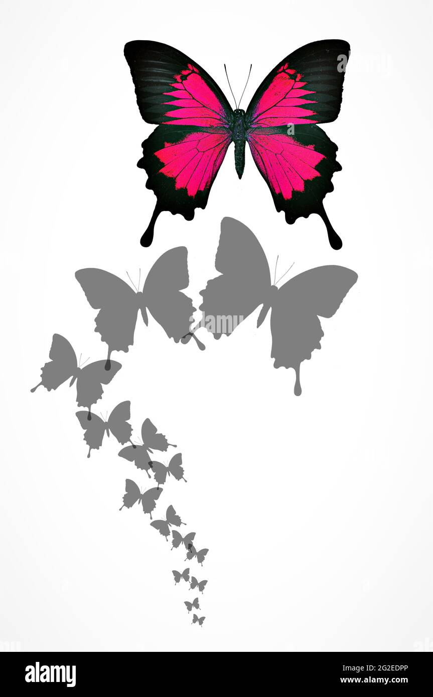 Butterfly background Stock Photo