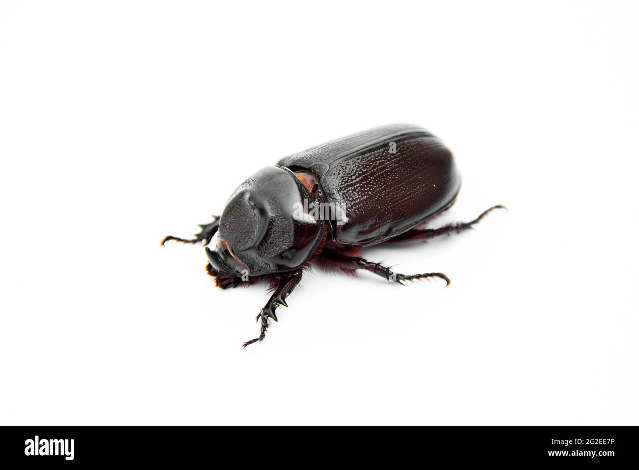 Coconut rhinoceros beetle is evil insect pests and problem of gardeners in coconut planters and oil palm plantation. isolate on white background. Stock Photo