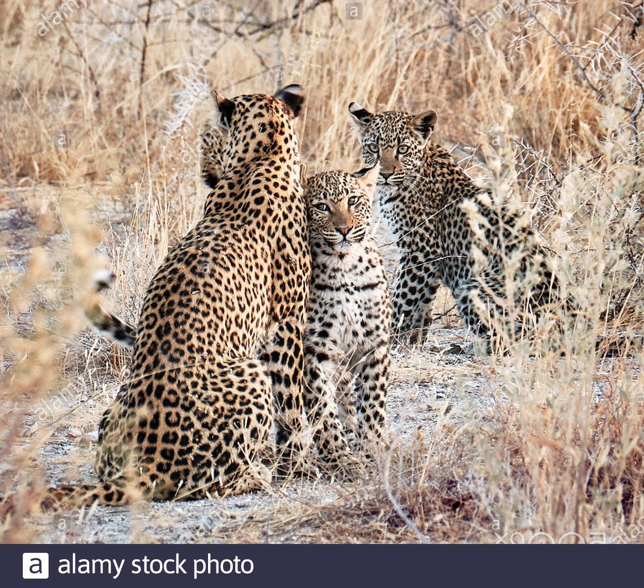 Leopards Group High Resolution Stock Photography and Images - Alamy