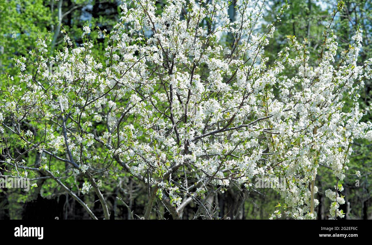 A group of white blooming fruit trees in Thunder Bay, Ontario, Canada. Stock Photo