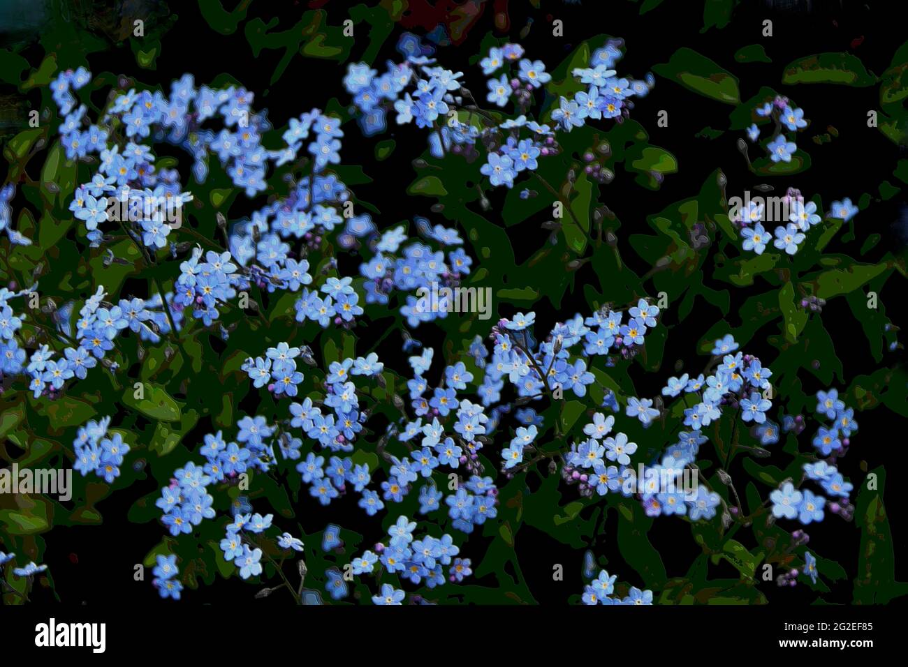 A group of forget-me-not flowers growing in our garden in Thunder Bay, Ontario, Canada, on a spring day. Stock Photo