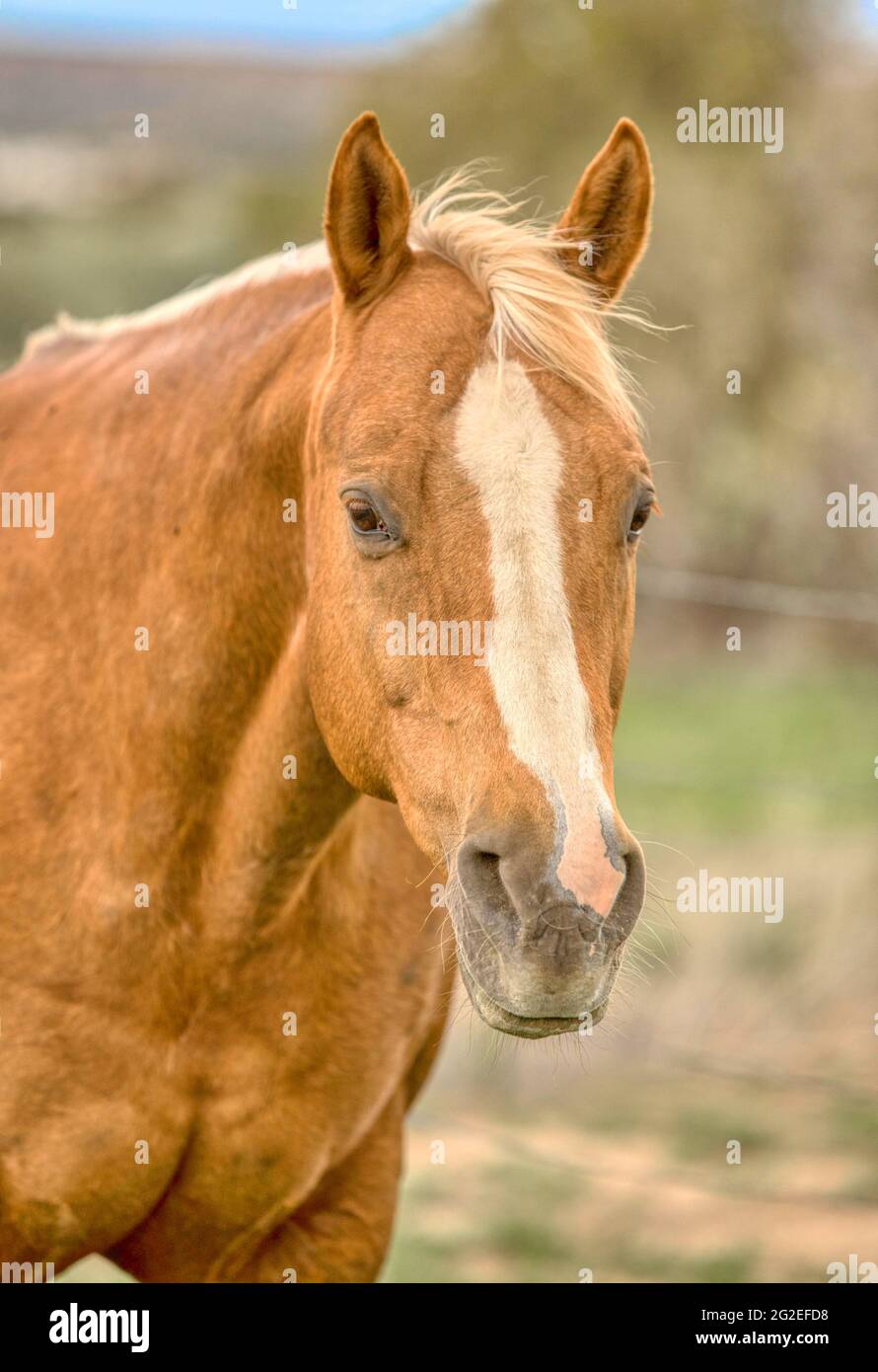 Palomino horse galloping hires stock photography and images Alamy
