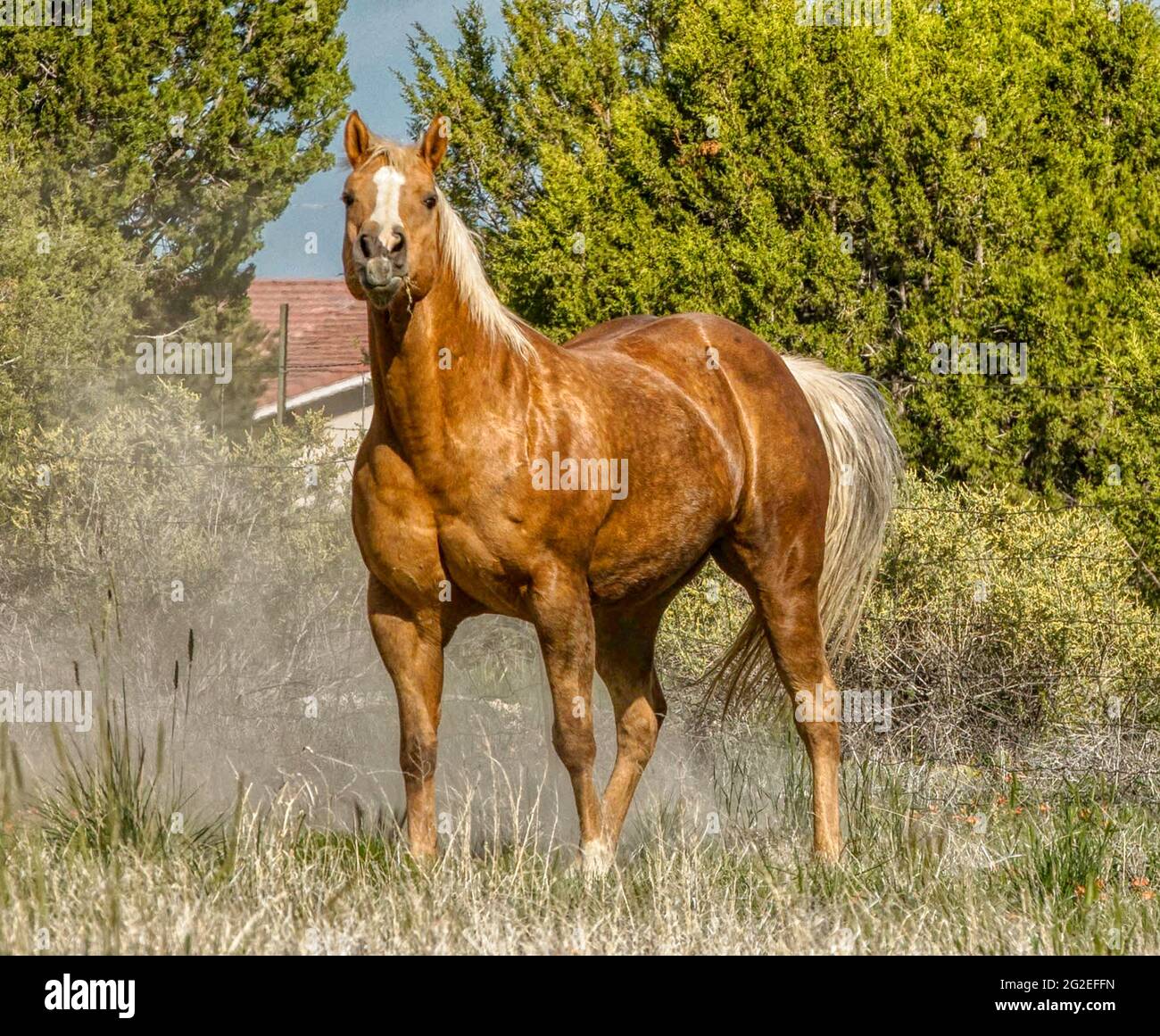 Golden Palomino  Ranch Horse Stock Photo