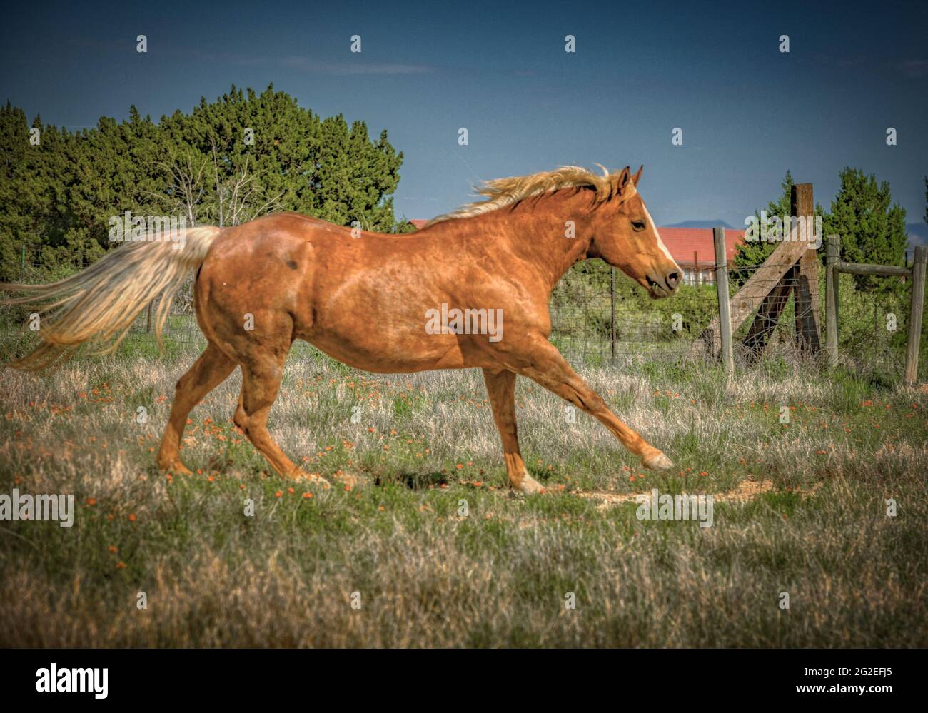 Golden Palomino  Ranch Horse Stock Photo