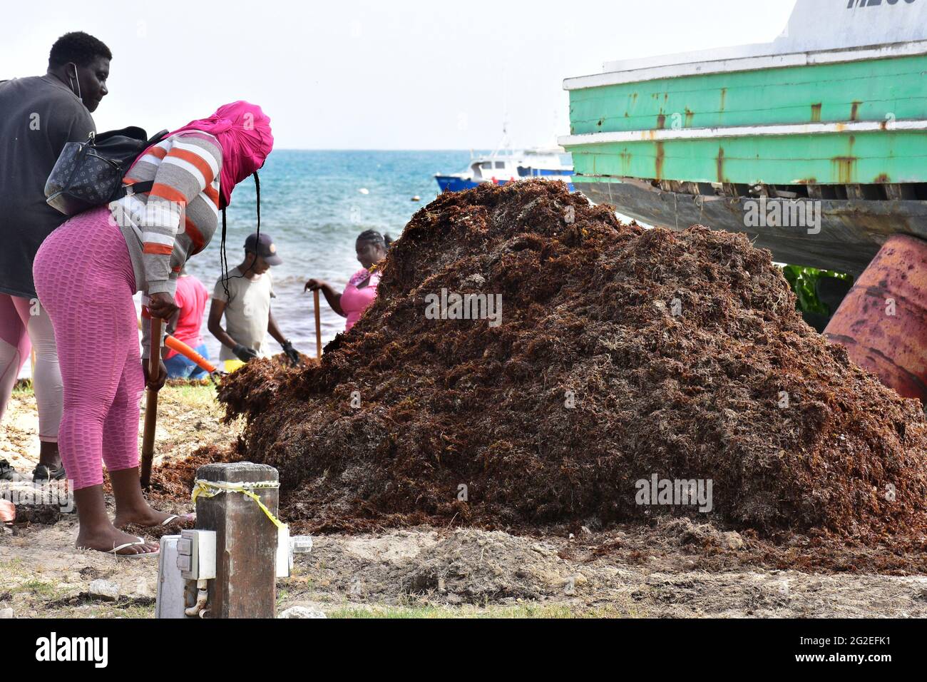 Sargassum Sea weed in Barbados Stock Photo Alamy