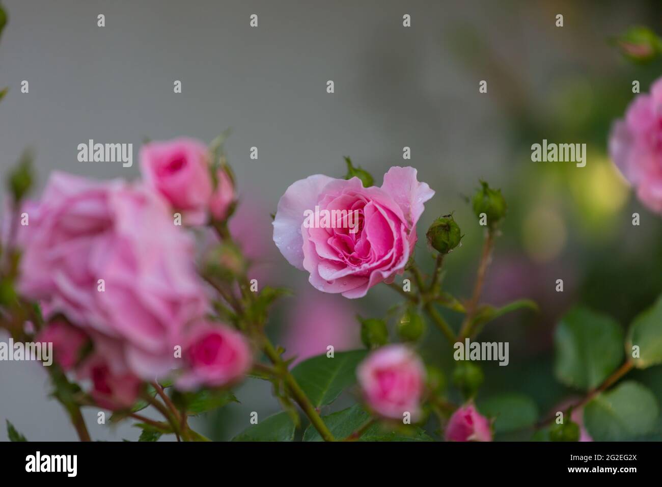 Pink Rose, beautiful nature background Stock Photo - Alamy