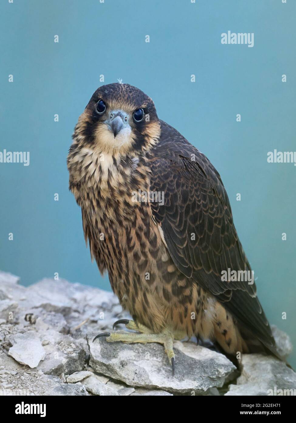 Juvenile peregrine falcon hi-res stock photography and images - Alamy