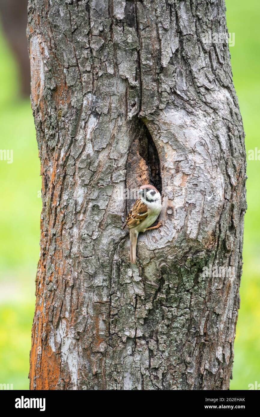 Sparrow Sits On A Tree Trunk Near The Hollow And Is Wary Of The Situation Stock Photo Alamy