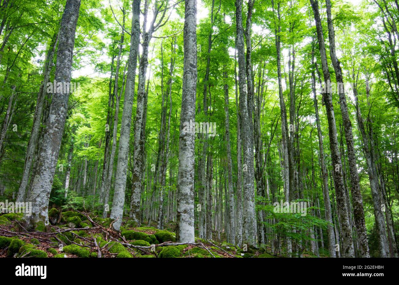 a beautiful lush forest in the summer months in the Dolomites Stock Photo