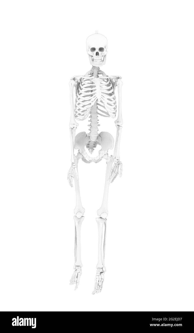 3d rendering of a skeleton portrait isolated on a white background Stock Photo