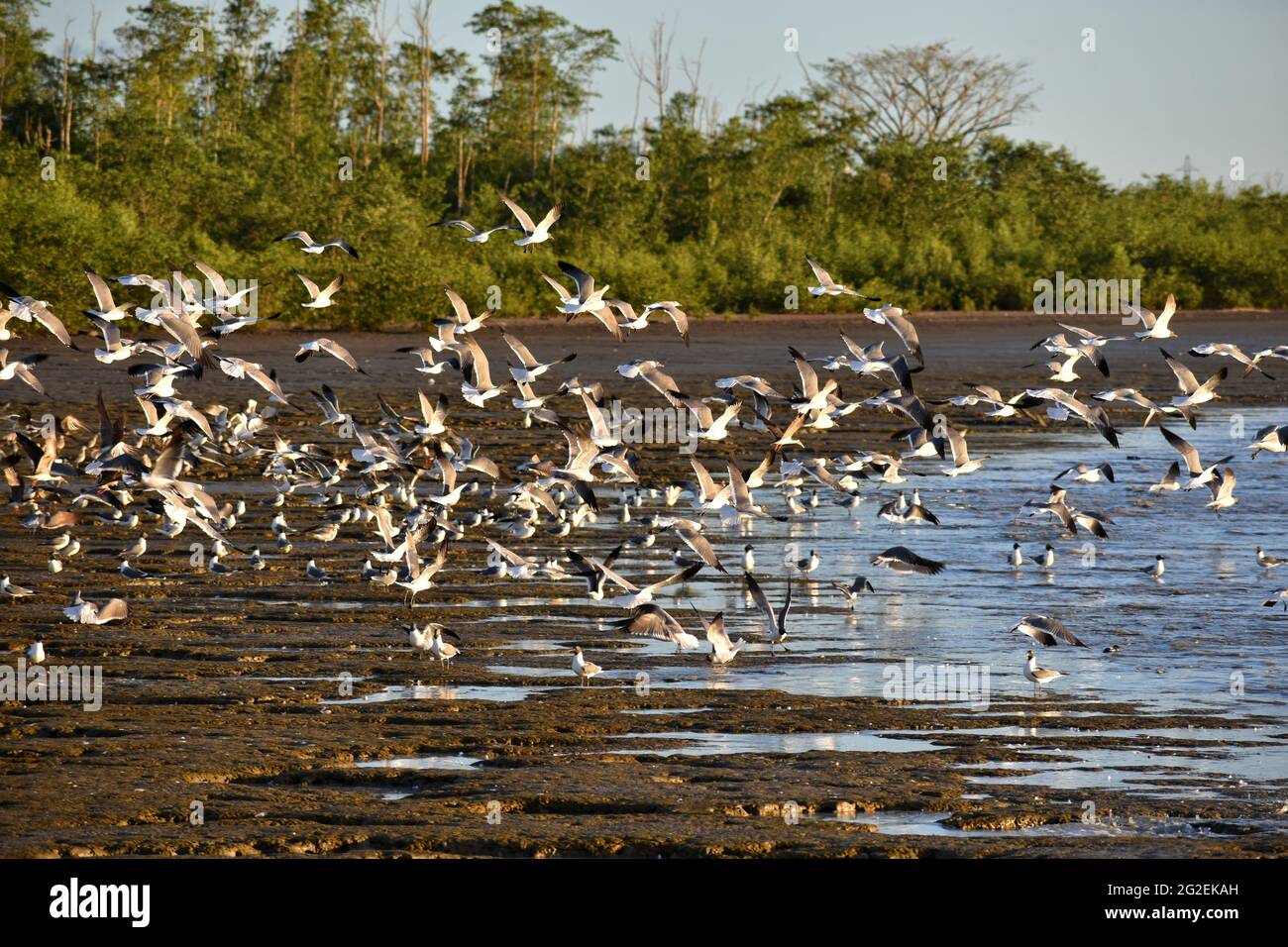 Laughing gulls and some black skimmers fly across the Orange Valley mudflat in Trinidad. Stock Photo