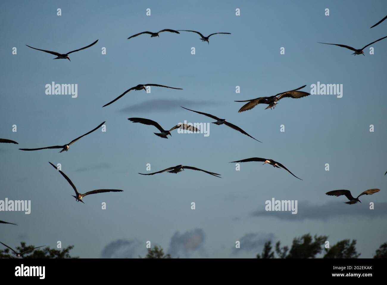 A flock of black skimmers fly over the ocean in Orange Valley, Trinidad and Tobago. Stock Photo