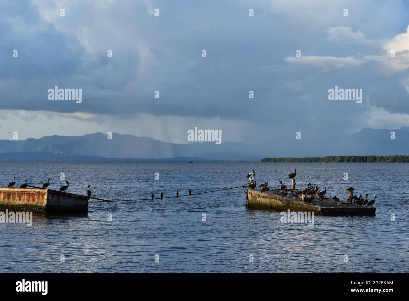 Pelicans stand on abandoned boats in the Gulf of Paria in Trinidad. Stock Photo