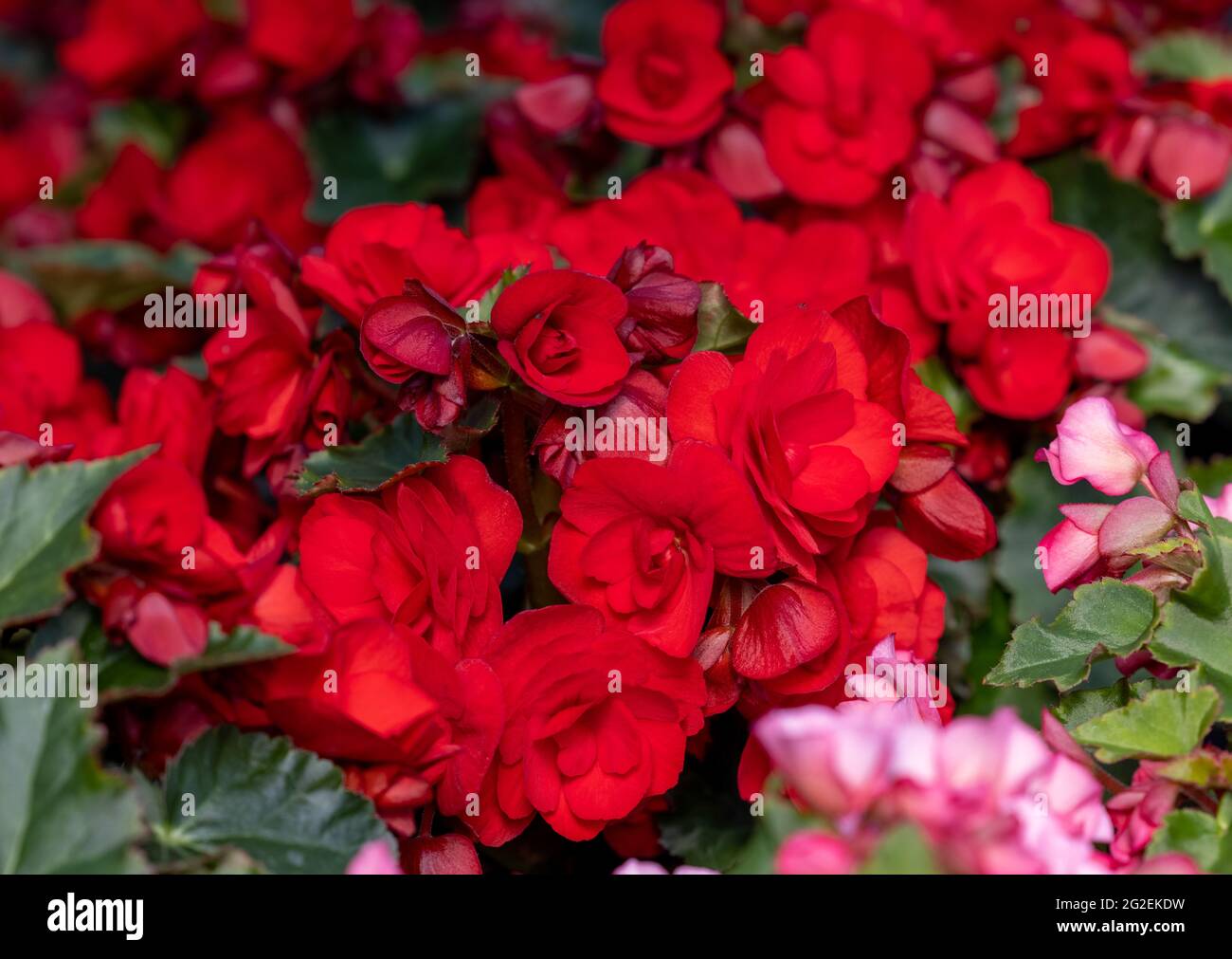 Big red flowers of begonia in flowerpot in summer decorative garden . Seasonal flowers Stock Photo