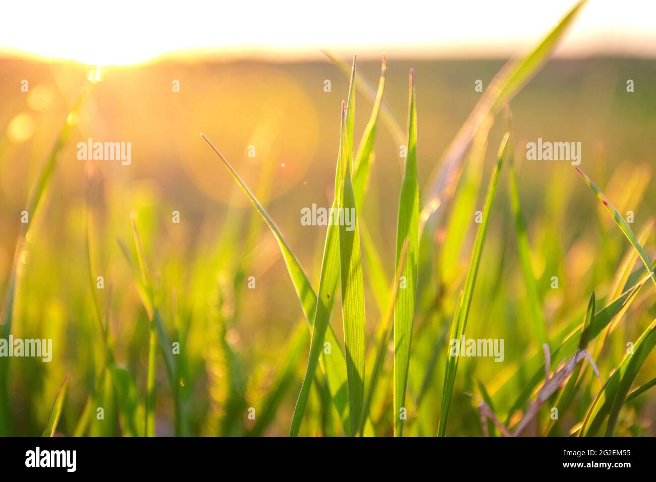 Green grass background with sun beam on sunset and soft focus Stock ...