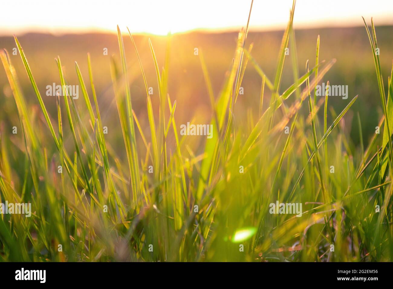 Green grass background with sun beam on sunset. Soft focus Stock Photo ...